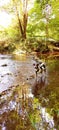 Dog in the river - animals water Royalty Free Stock Photo