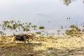 Dog on the river bank. Hunting in swampy areas. Hunting dog. Royalty Free Stock Photo