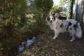 Dog with river