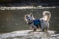 Dog in River