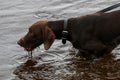Dog in river in Latvia. Royalty Free Stock Photo