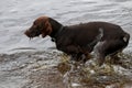 Dog in river in Latvia. Royalty Free Stock Photo