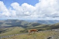 Dog roaming around on Skiddaw summit area