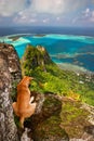 Dog on the rock, Maupiti Royalty Free Stock Photo