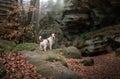 Dog in the rocks autumn in the woods. Jack Russell Terrier in nature. Active pet, healthy lifestyle