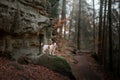 Dog in the rocks autumn in the woods. Jack Russell Terrier in nature. Active pet, healthy lifestyle