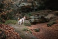 Dog in the rocks autumn in the woods. Jack Russell Terrier in nature. Active pet, healthy lifestyle