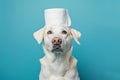 Funny dog with roll of toilet paper on head Royalty Free Stock Photo