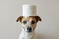 Terrier dog with roll of toilet paper on head Royalty Free Stock Photo