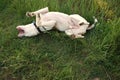 Dog rolling on grass Royalty Free Stock Photo