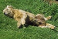 Dog rolling in grass Royalty Free Stock Photo