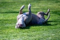 Dog rolling in the grass Royalty Free Stock Photo