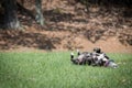 Dog rolling in grass. Royalty Free Stock Photo