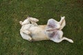 Dog rolling on green grass Royalty Free Stock Photo