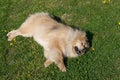 Dog rolling outside in the grass Royalty Free Stock Photo