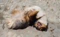 Dog rolling over floor, laying upside down Royalty Free Stock Photo