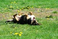 Dog rolling over in grass, enjoying sunny day Royalty Free Stock Photo