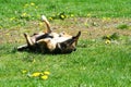 Dog rolling over in grass, enjoying sunny day Royalty Free Stock Photo