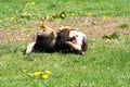 Dog rolling over in grass, enjoying sunny day Royalty Free Stock Photo