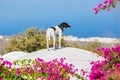 Dog on the roof of Santorini
