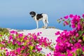 Dog on the roof of Santorini