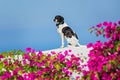 Dog on the roof of Santorini