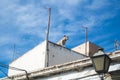 A dog at the roof of a traditional white andalusian house at Almeria