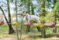 Dog during ropes course standing on high elements rope bridge Royalty Free Stock Photo