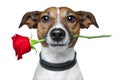Dog with a rose Royalty Free Stock Photo