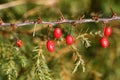 Dog-rose berries on a branch.