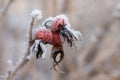 Dog rose berries covered with hoarfrost at winter sunny day Royalty Free Stock Photo