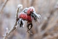 Dog rose berries covered with hoarfrost at winter sunny day Royalty Free Stock Photo