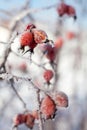 Dog rose berries with icicles and snow, in winter Royalty Free Stock Photo