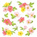 Dog-rose blooms. wild rose vector set Royalty Free Stock Photo