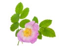 Dog-rose blooms Royalty Free Stock Photo