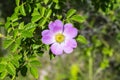 Dog rose blossoms, rosa canina, eglantine, dog-rose willd flower in nature, with green leaves