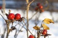 Dog Rose branches with bright fruits in the winter