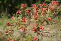 Dog rose bush with helpful red hips