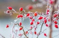 Dog-rose bush with red berries covered with frost on the background of the river, blurry background_