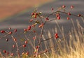 Dog-rose bush. Rosehips, dog rose,