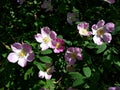 Dog rose pink flowers Royalty Free Stock Photo