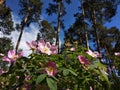 Dog rose pink flowers Royalty Free Stock Photo