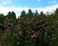 Dog rose pink flowers Royalty Free Stock Photo