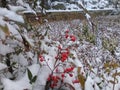 Dog rose bushes with red berries covered with snow Royalty Free Stock Photo