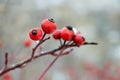 Dog rose, close-up