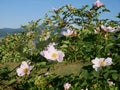 Pink Flower. Pink wild rose or dogrose flowers with leafs on blue sky background. Royalty Free Stock Photo