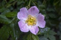 The dog-rose flower, rain drops 2 Royalty Free Stock Photo