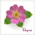 Dog rose flower