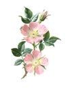 Dog rose flower. Rosa canina. Antique hand drawn flowers illustration. Vintage and antique flowers. wild flower illustration. 19 Royalty Free Stock Photo