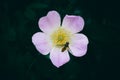 A close up of a Dog Rose flower with a small Hoverfly insect Royalty Free Stock Photo